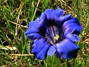 44 Gentiana clusii (Genziana di Clusius)